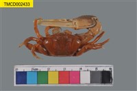 藏品(北方丑招潮蟹)的圖片